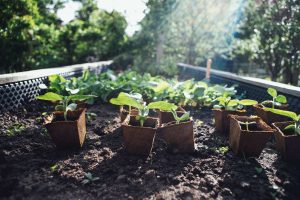 raised garden beds 1 (1)