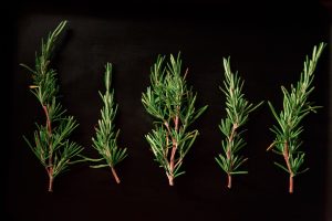 rosemary herb (1)