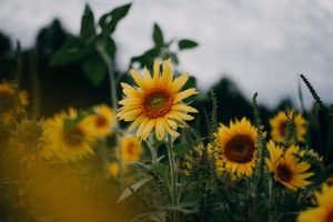 sunflowers 3 (1)