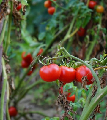 tomato plants