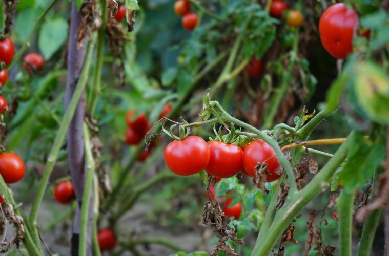 tomato plants