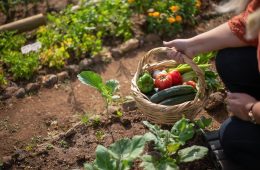 vegetable garden 1