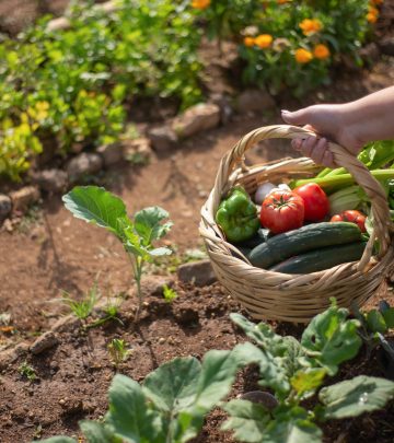 vegetable garden 1