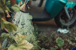 water wise gardening (1)