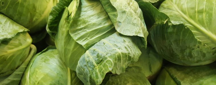 Cabbage