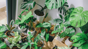 Caring for your plants while you're away (1)