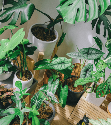 Caring for your plants while you're away (1)