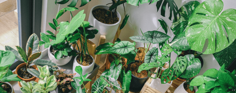 Caring for your plants while you're away (1)