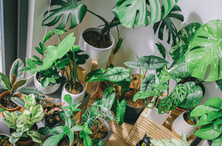 Caring for your plants while you're away (1)