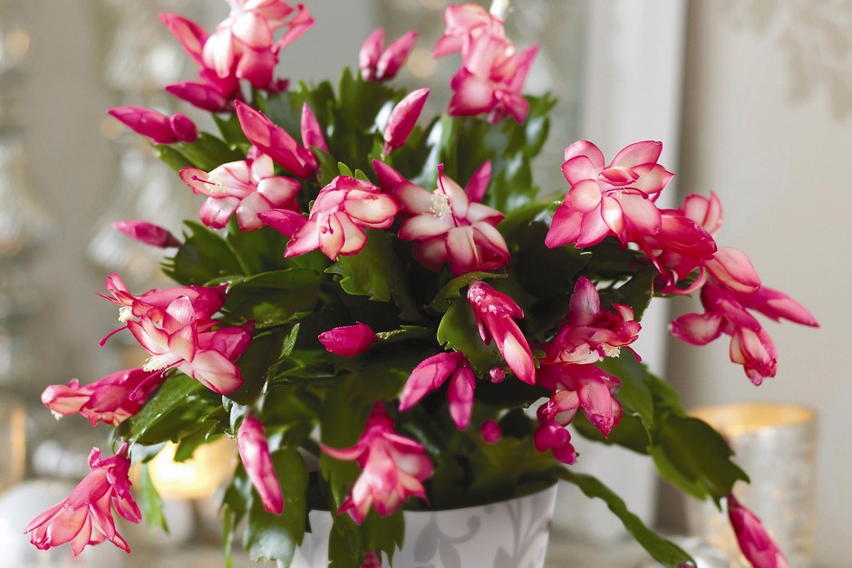 Christmas cactus