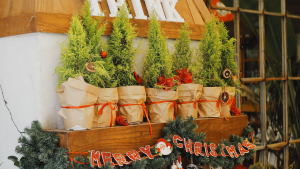 Christmas gift plants