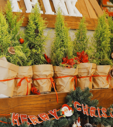 Christmas gift plants