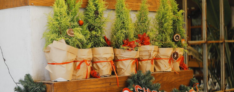 Christmas gift plants