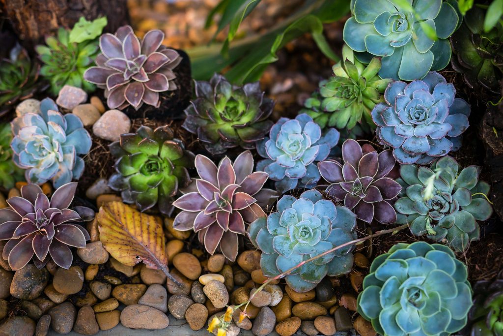 Everything you need to know about succulent care