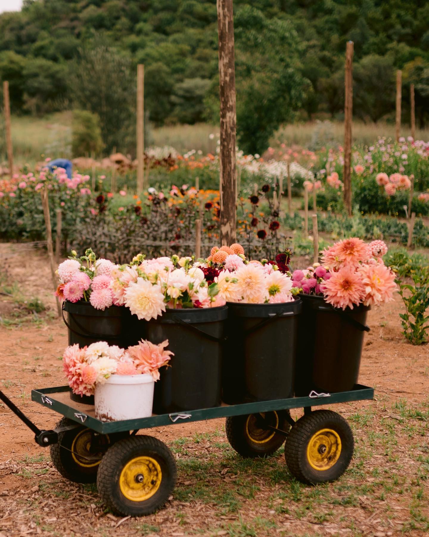 Femme Petal fLOWER Farm