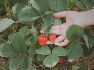 Fruit picking (1)