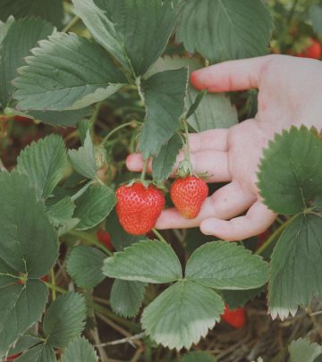 Fruit picking (1)