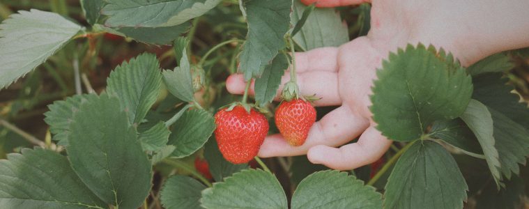 Fruit picking (1)