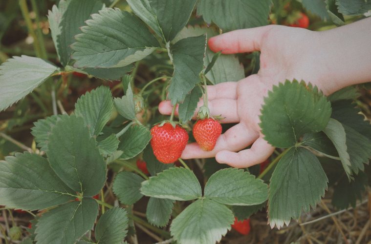 Fruit picking (1)