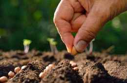 Choosing the right seeds for your garden