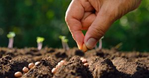 Choosing the right seeds for your garden
