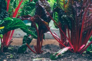 Growing beetroot (1) (1) (1)