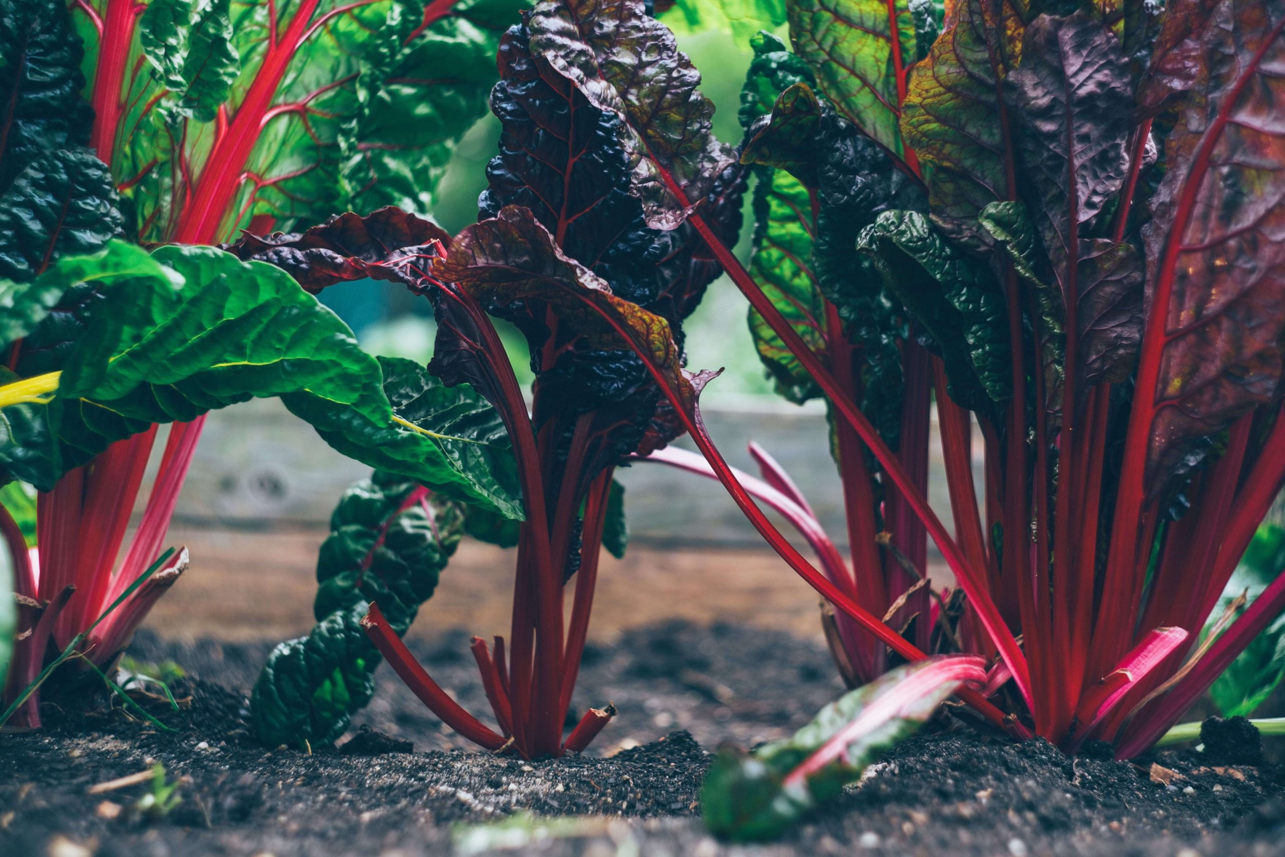 Growing beetroot (1) (1) (1)