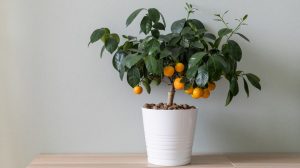 Fruits