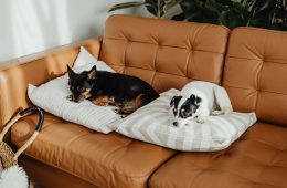 How to prepare your home for a new pet (1)