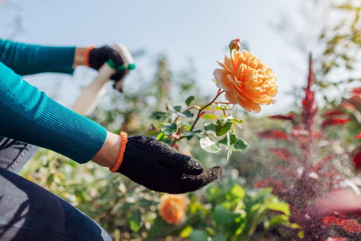 Rose cuttings