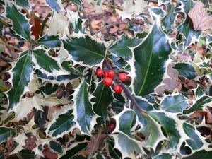 Ilex Aquifolium (Holly) ‘Handsworth New Silver’