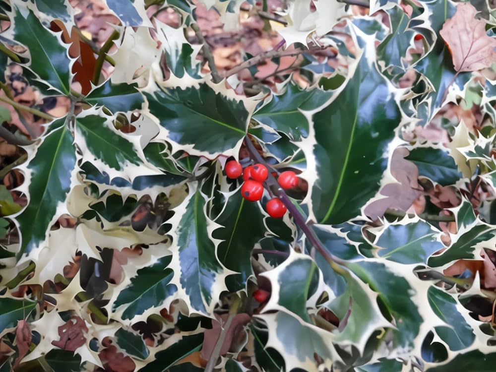 Ilex Aquifolium (Holly) ‘Handsworth New Silver’