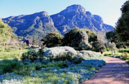 Kirstenbosch 2