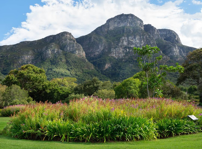 Kirstenbosch