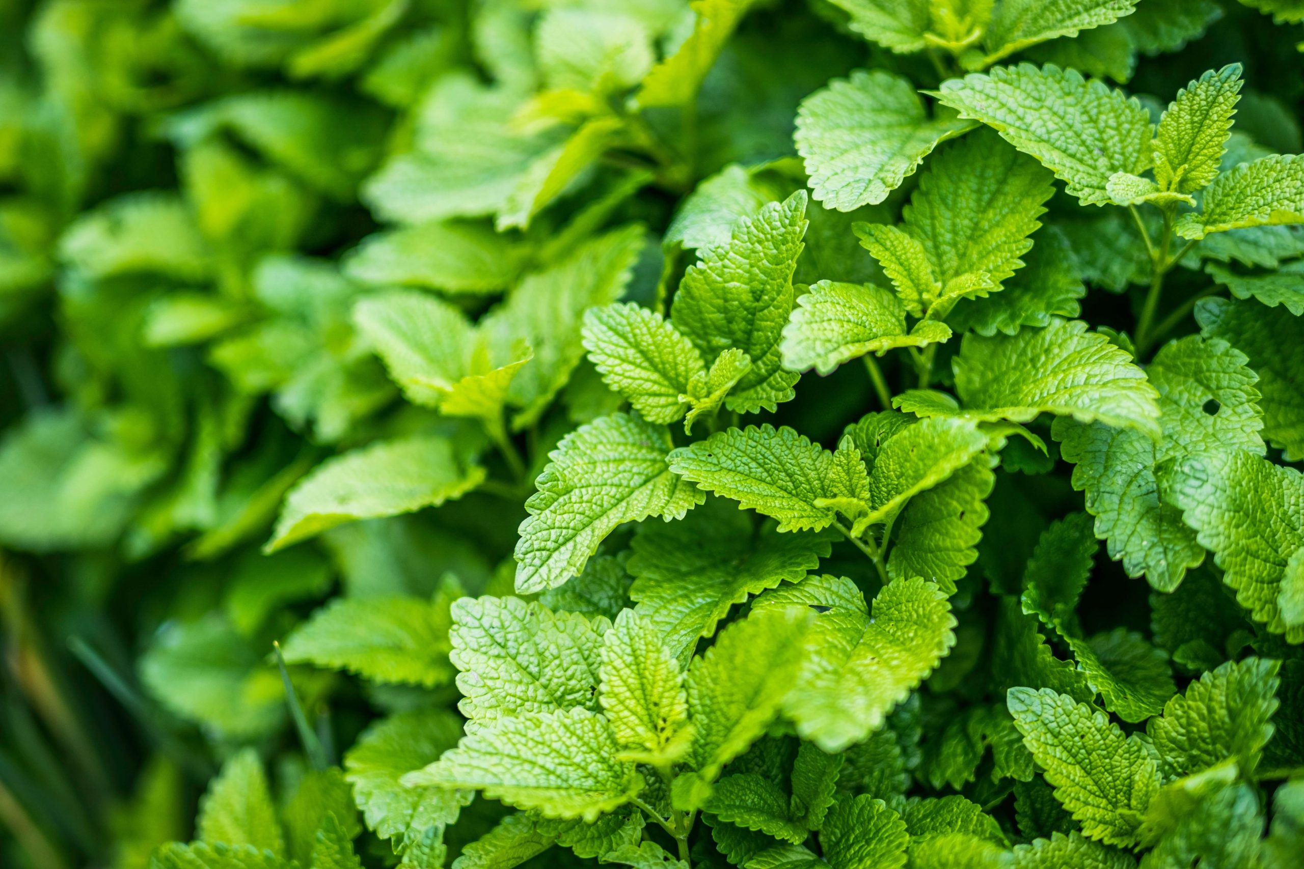 Lemon Balm (1)