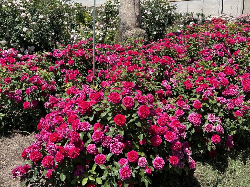 Ludwig Roses SA Garden and Home