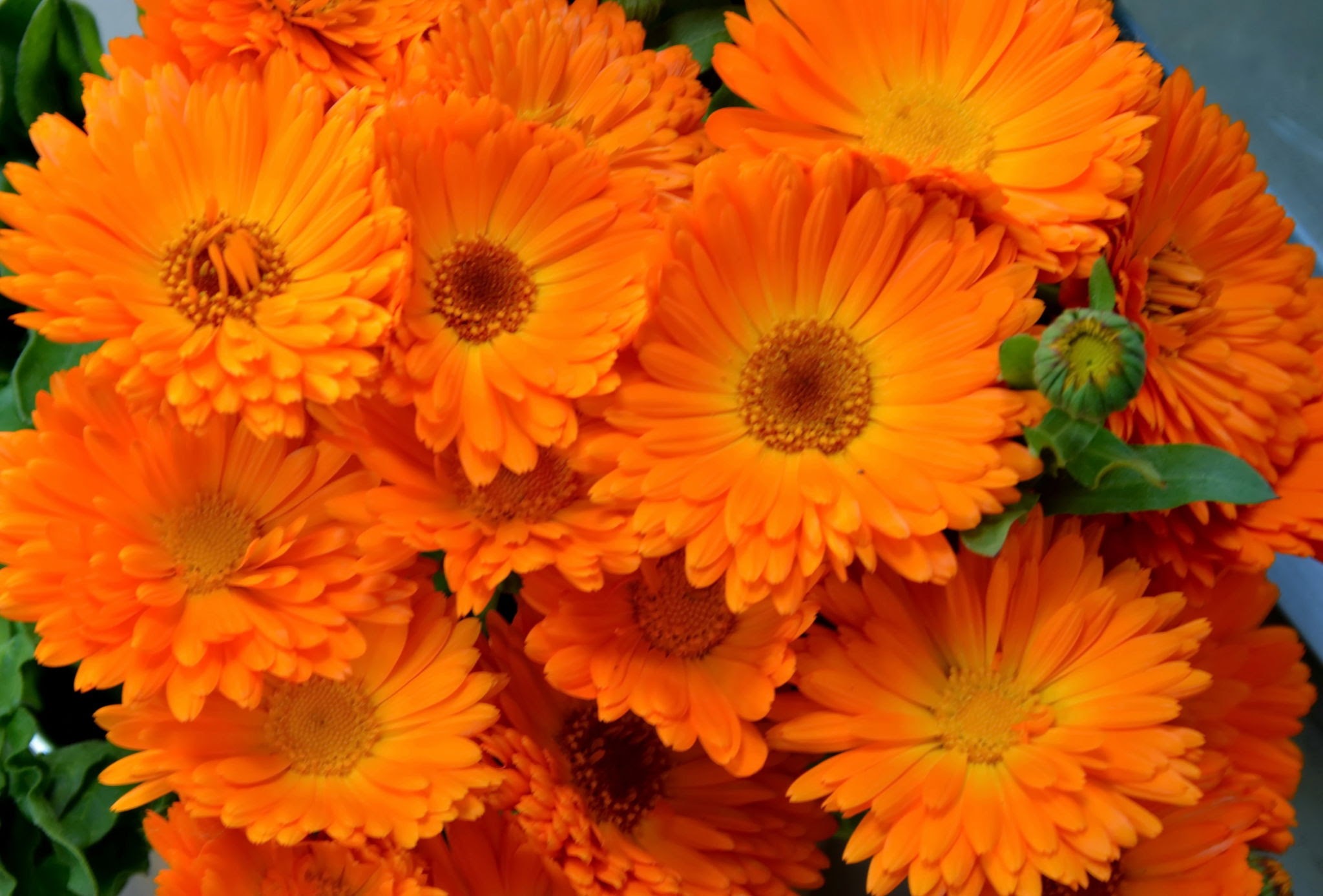 Marigold