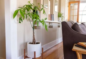 Money tree 1