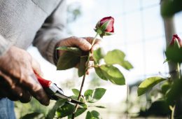 Rose cuttings