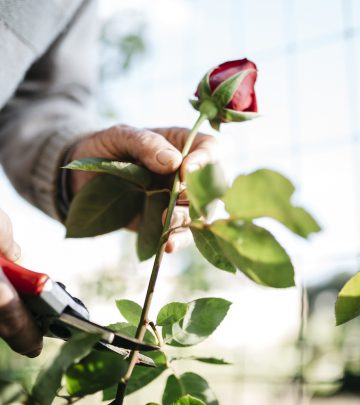 Rose cuttings