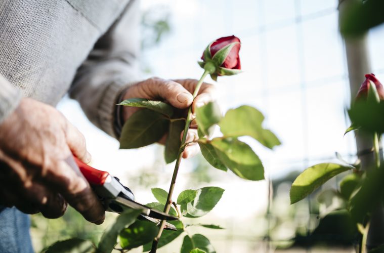 Rose cuttings