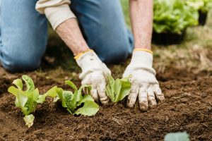 Seeds for your veggie garden (1)