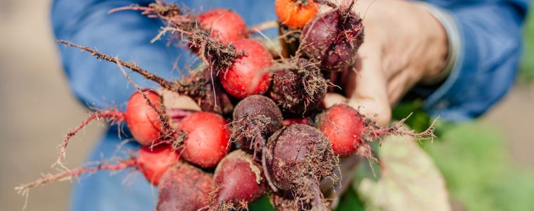 Spier-Food-Garden-Beets (1)