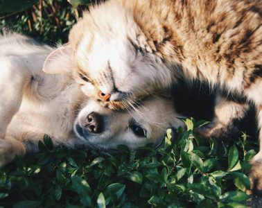 Pets
