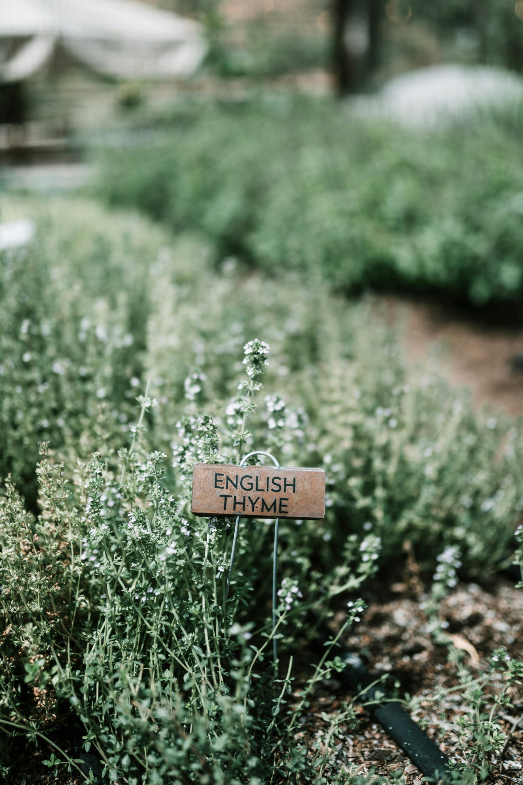 Thyme - medicinal herbs