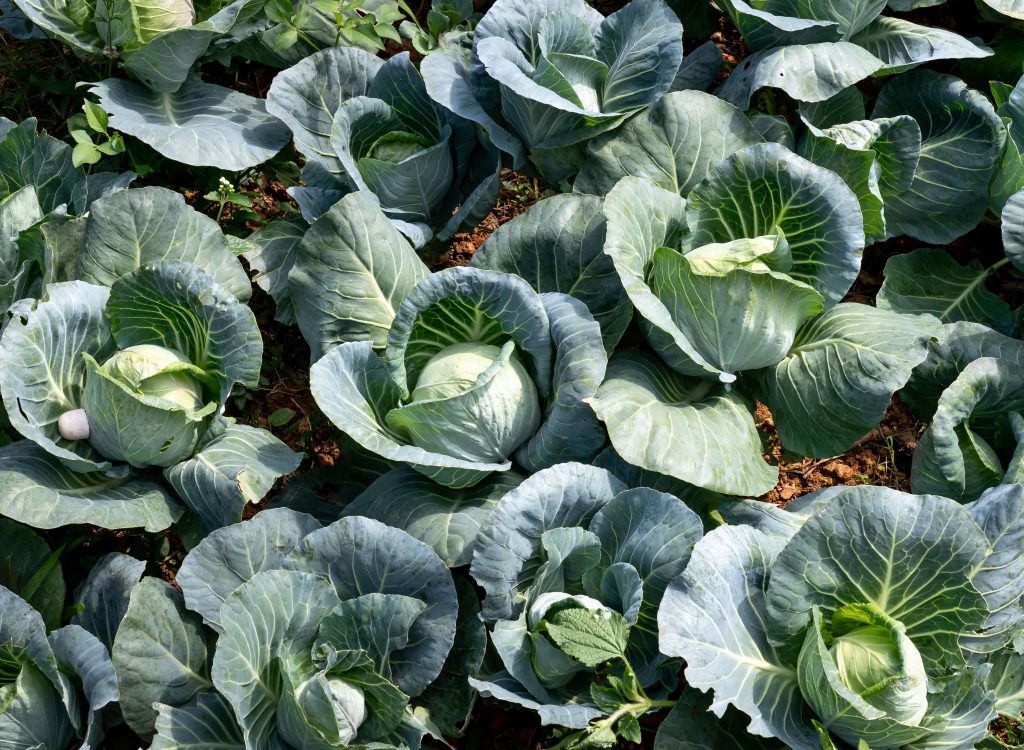 cabbage 2 (1)