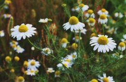 chamomile