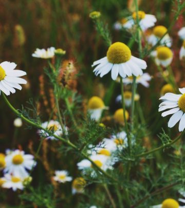 chamomile