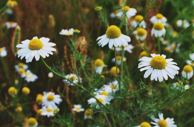 chamomile