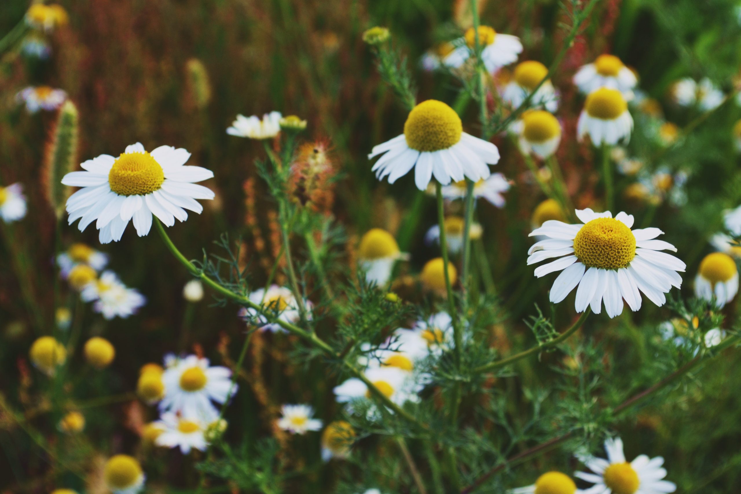 chamomile